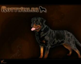 Rottweiler Wallpaper Weddingdressin
