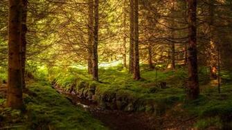 Stream Moss Current River Spring Full HD 1080p Background