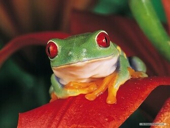 Frog Wallpaper Frogs