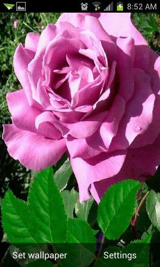 Rose Pink Live Wallpaper Android
