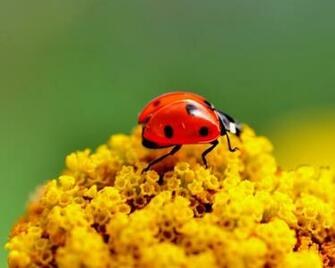 Tags Ladybug On Yellow Flower Wallpaper1600x1280 Wallpaper