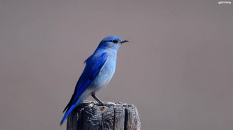 Bird iPhone Wallpaper