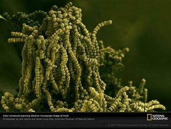 Of Mold Spores Allergies To Generally Harmless Substances Like