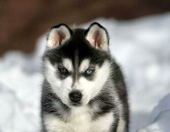 Baby Siberian Husky Wallpaper