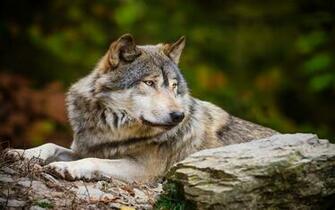 Wolf Wallpaper For Android