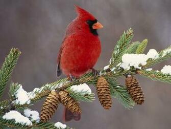 Follow The Piper Cardinals