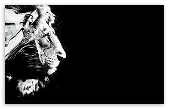 To The Lions HD Wallpaper For Standard Fullscreen Uxga Xga