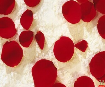 Very Cute Beautiful Love Rose Petals Htc 4g Wallpaper HD