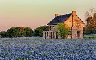 Blue Flowers Bluebonnet HD Wallpaper Background