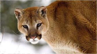 Name Animal Wallpaper Consist Of Large Collection