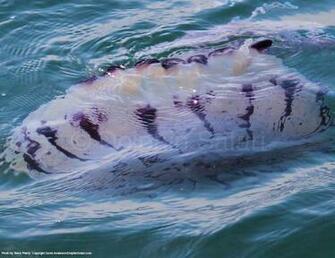 Image Real Purple Dolphins Pc Android iPhone And iPad Wallpaper