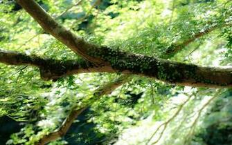 Real Nature