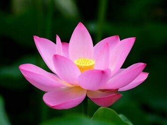 Lotus Flower Wallpaper