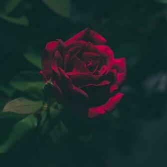 Rose Bud Dark Wallpaper