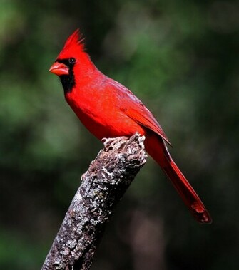 Wild Life Cardinal Birds Wallpaper