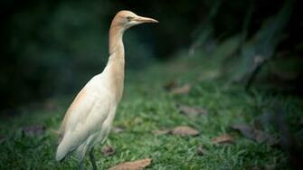 Heron Bird Wallpaper Archives HDwallsource