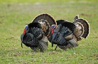 Wild Turkey Wallpaper And Screensavers Image