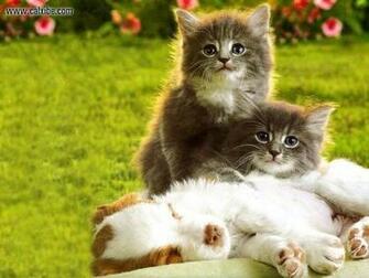 Animals Kittens Puppies Picture Nr