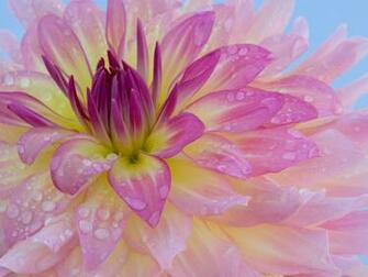 Flowers Wallpaper Photos Lily Flower