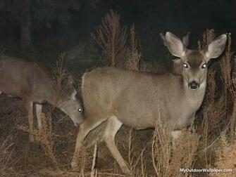 Mule Deer Desktop Wallpaper