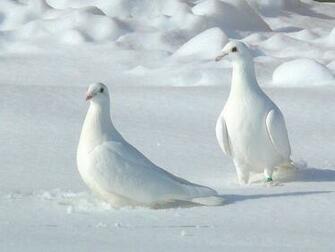 Beautiful White Pigeons One HD Wallpaper Pictures Background