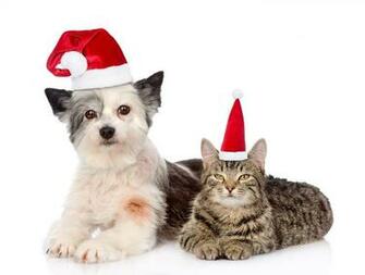 Cat Dog Wallpaper Pictures Image