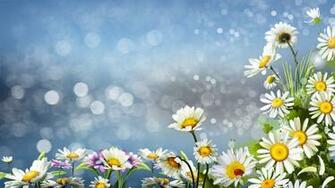 Daisy Wallpaper HD Background