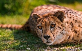 Cheetah Lying Wallpaper HD