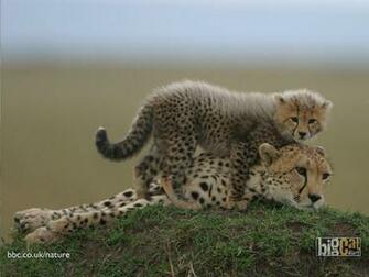 Baby Cheetah Wallpaper Amazing