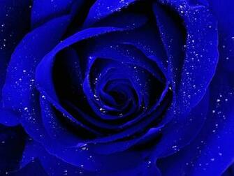 Blue Rose Wallpaper HD Pictures One