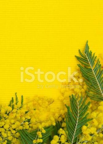 Yellow Background With Branch Of Mimosa Stock Photos Image