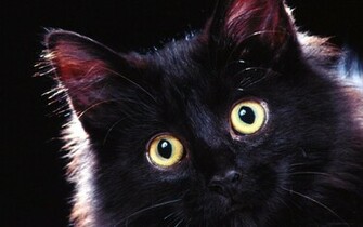 Cats Image Beautiful Black Cat