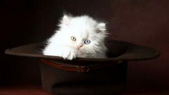 Baby White Cat In Black Hat Wallpaper HD