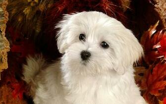 Fluffy Maltese Puppy Dogs White Puppies Wallpaper