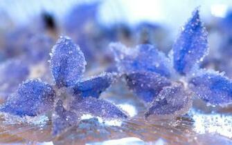 Crystallized Borage Starflowers Widescreen Wallpaper Wide