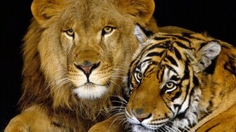 Lion And Tiger Desktop Pc Mac Wallpaper