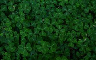Green Leaf Clover Wallpaper
