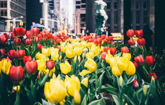 Wallpaper Red Usa United States Yellow Manhattan Nyc Flowers