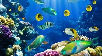 Fish HD Wallpaper With Image Underwater