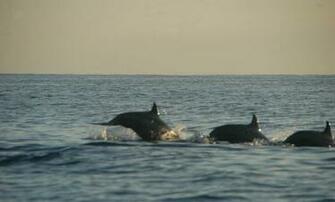 Dolphin In Lovina Beach Wallpaper S