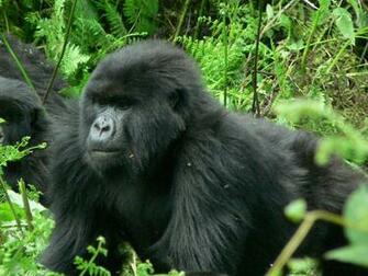Source Url Smscs Photo Gorilla Html