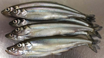 Fresh Smelt Fishon Display Wallpaper