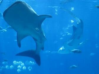 Two Whale Sharks Wallpaper HD iPhone