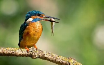 Kingfishers Wallpaper