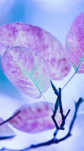 iPhone Wallpaper HD Cute Purple Leaves Background Image