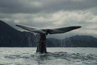 Whale Wallpaper Image
