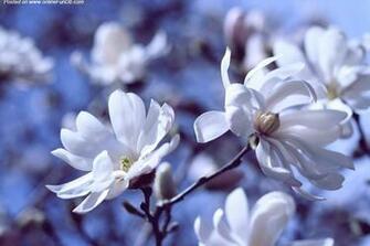 Spring Wallpaper