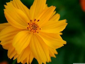 Sulfur Cosmos Flower 4k HD Desktop Wallpaper For Ultra Tv