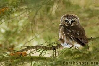 Saw Whet Owl Earth Shots Graphics Code