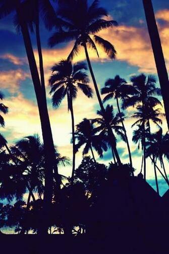 Palm Trees Image By Lady D On Favim